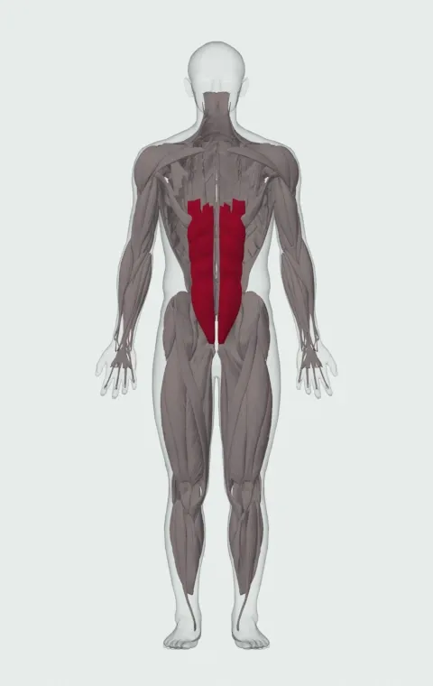 Ab Crunch Machine: the muscles it trains, from the front. Primary — Rectus Abdominis.