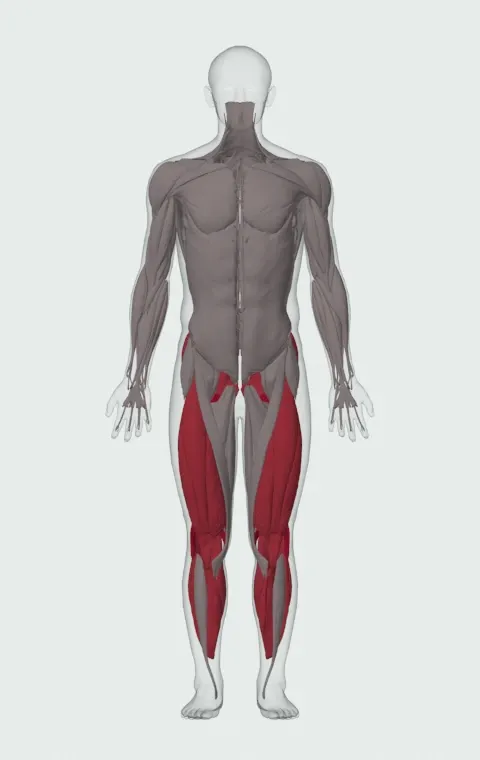 Acceleration Wall Drill: the muscles it trains, from the front. Primary — Biceps Femoris (Long Head), Biceps Femoris (Short Head), Semitendinosus and Semimembranosus. Also worked — Gastrocnemius, Soleus, Gluteus Maximus, Gluteus Medius and 5 more.