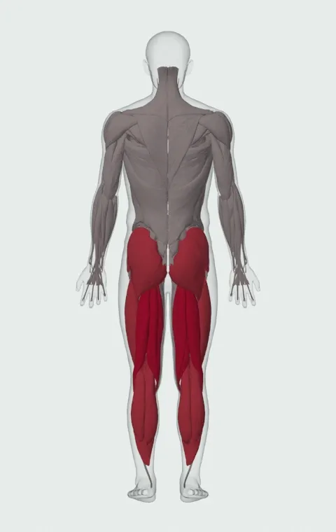 Acceleration Wall Drill: the muscles it trains, from behind. Primary — Biceps Femoris (Long Head), Biceps Femoris (Short Head), Semitendinosus and Semimembranosus. Also worked — Gastrocnemius, Soleus, Gluteus Maximus, Gluteus Medius and 5 more.