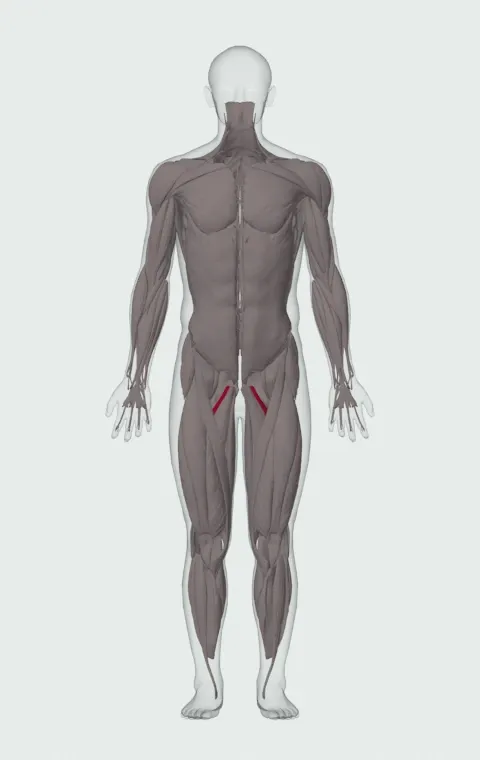 Adductor Brevis highlighted on an anatomical figure, from the front.