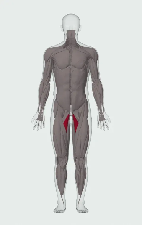 Adductor Longus highlighted on an anatomical figure, from the front.