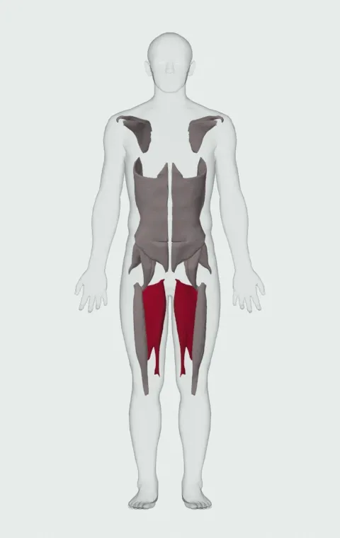 Adductor Magnus highlighted on an anatomical figure, from the front.