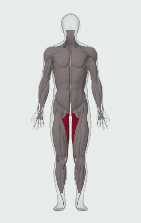 Adductors: its 4 muscles highlighted on an anatomical figure, from the front — Adductor Magnus, Adductor Longus, Adductor Brevis and Gracilis.