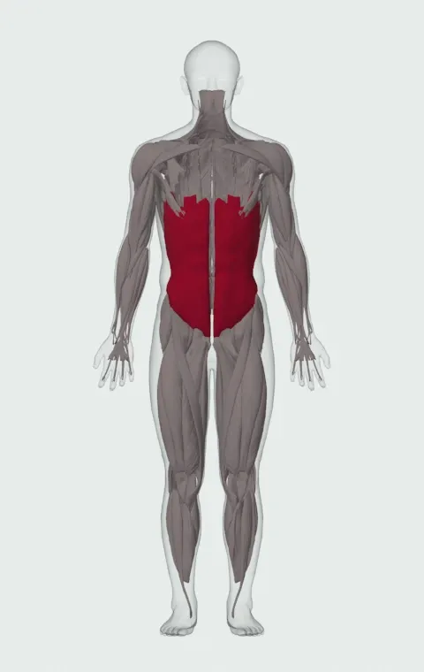Alternate Heel Touchers: the muscles it trains, from the front. Primary — Rectus Abdominis, External Oblique and Internal Oblique.