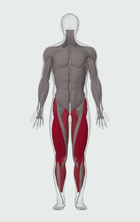 Alternate Leg Diagonal Bound: the muscles it trains, from the front. Primary — Rectus Femoris, Vastus Lateralis, Vastus Medialis and Vastus Intermedius. Also worked — Gluteus Medius, Gluteus Minimus, Tensor Fasciae Latae, Adductor Magnus and 10 more.