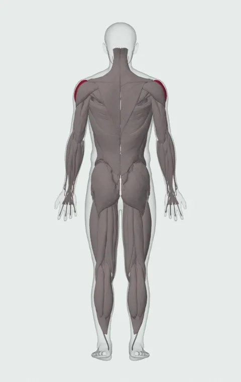 Alternating Deltoid Raise: the muscles it trains, from behind. Primary — Lateral Deltoid.