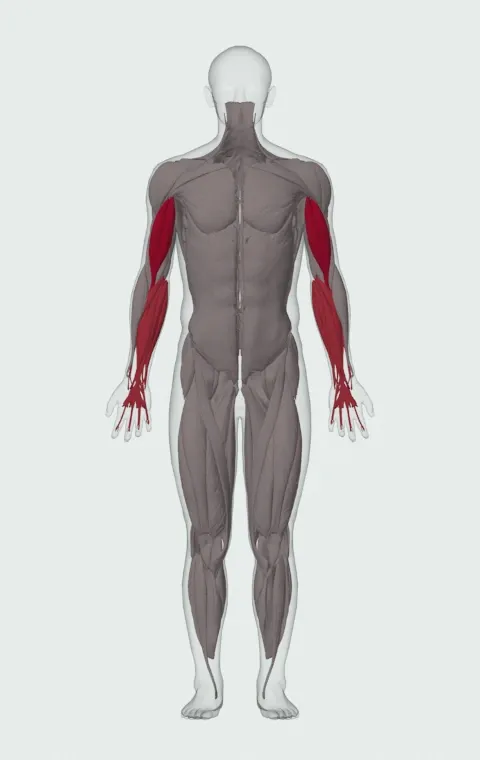 Alternating Dumbbell Curl: the muscles it trains, from the front. Primary — Long Head and Short Head. Also worked — Forearm Flexors and Forearm Extensors.