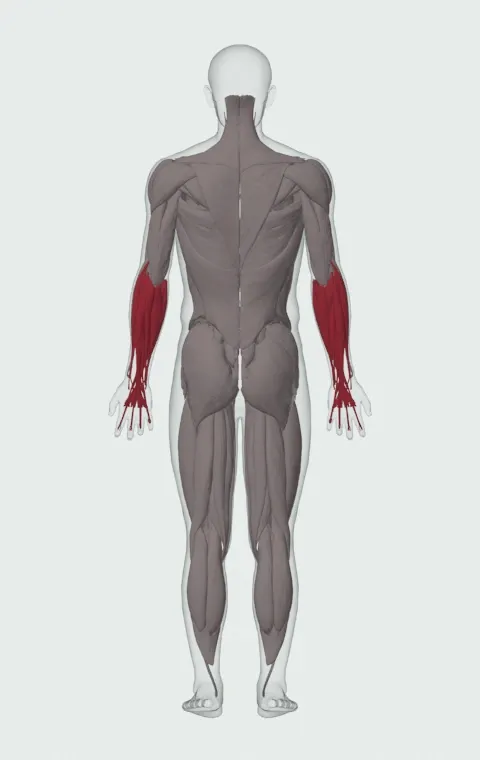Alternating Dumbbell Curl: the muscles it trains, from behind. Primary — Long Head and Short Head. Also worked — Forearm Flexors and Forearm Extensors.