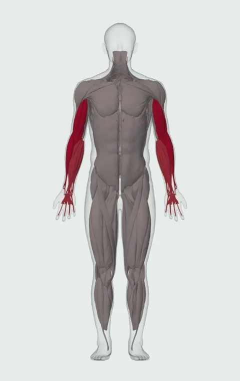 Alternating Hammer Curl: the muscles it trains, from the front. Primary — Long Head, Short Head, Brachialis and Brachioradialis. Also worked — Forearm Flexors and Forearm Extensors.