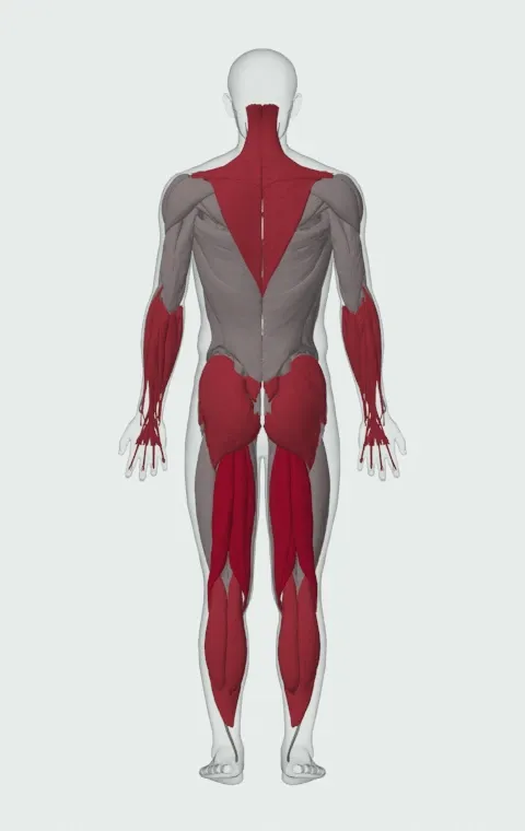 Alternating Hang Clean: the muscles it trains, from behind. Primary — Biceps Femoris (Long Head), Biceps Femoris (Short Head), Semitendinosus and Semimembranosus. Also worked — Long Head, Short Head, Gastrocnemius, Soleus and 9 more.