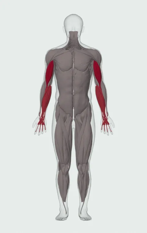 Alternating Incline Dumbbell Curl: the muscles it trains, from the front. Primary — Long Head and Short Head. Also worked — Forearm Flexors and Forearm Extensors.