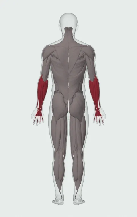 Alternating Incline Dumbbell Curl: the muscles it trains, from behind. Primary — Long Head and Short Head. Also worked — Forearm Flexors and Forearm Extensors.