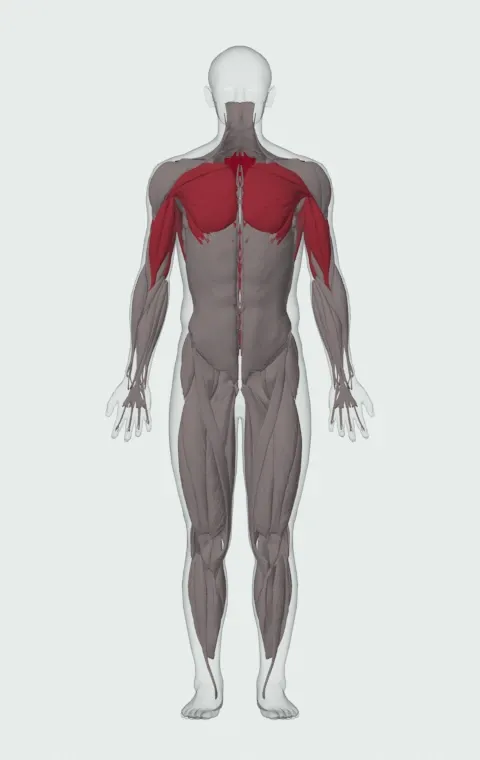 Alternating Renegade Row: the muscles it trains, from the front. Primary — Rhomboid Major, Rhomboid Minor and Middle Trapezius. Also worked — Rectus Abdominis, Long Head, Short Head, Clavicular Head and 6 more.