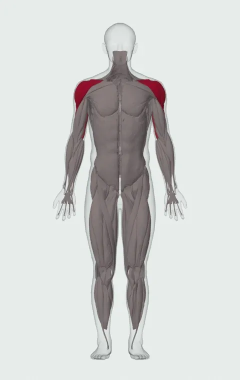 Arnold Press: the muscles it trains, from the front. Primary — Anterior Deltoid, Lateral Deltoid and Posterior Deltoid. Also worked — Long Head, Lateral Head and Medial Head.