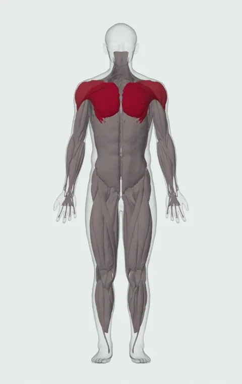 Around the World: the muscles it trains, from the front. Primary — Clavicular Head, Sternocostal Head and Abdominal Head. Also worked — Anterior Deltoid, Lateral Deltoid and Posterior Deltoid.
