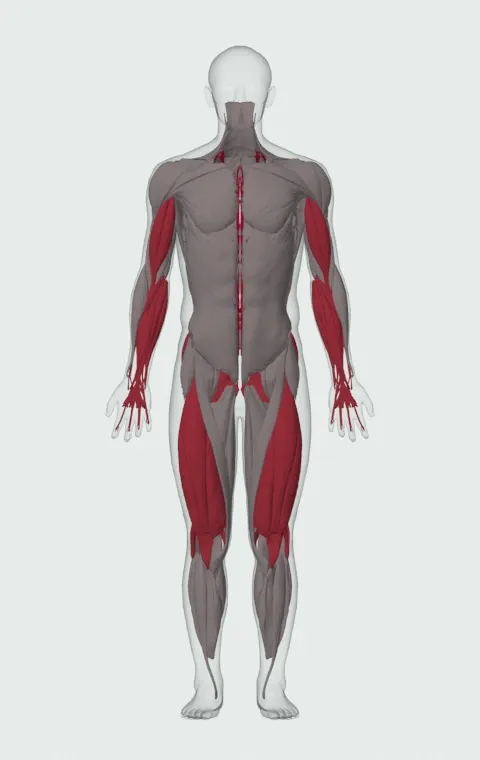Atlas Stone Trainer: the muscles it trains, from the front. Primary — Erector Spinae. Also worked — Long Head, Short Head, Forearm Flexors, Forearm Extensors and 11 more.