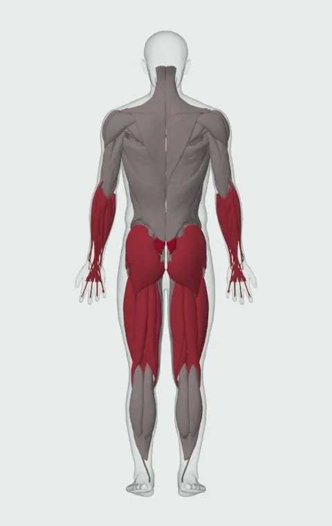 Atlas Stone Trainer: the muscles it trains, from behind. Primary — Erector Spinae. Also worked — Long Head, Short Head, Forearm Flexors, Forearm Extensors and 11 more.