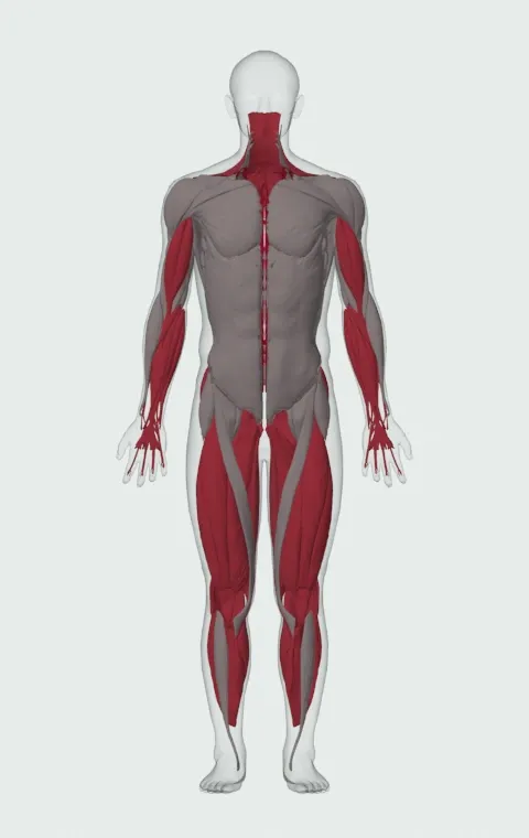 Atlas Stones: the muscles it trains, from the front. Primary — Erector Spinae. Also worked — Rectus Abdominis, Adductor Magnus, Adductor Longus, Adductor Brevis and 23 more.