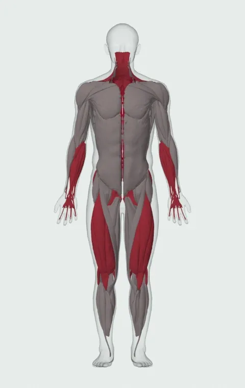 Axle Deadlift: the muscles it trains, from the front. Primary — Erector Spinae. Also worked — Forearm Flexors, Forearm Extensors, Gluteus Maximus, Gluteus Medius and 14 more.