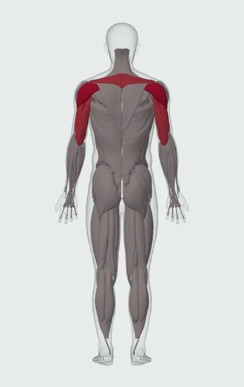 Back Fly with Bands: the muscles it trains, from behind. Primary — Posterior Deltoid. Also worked — Rhomboid Major, Rhomboid Minor, Middle Trapezius, Long Head and 2 more.