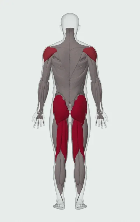 Backward Medicine Ball Throw: the muscles it trains, from behind. Primary — Biceps Femoris (Long Head), Biceps Femoris (Short Head), Semitendinosus, Semimembranosus and 3 more. Also worked — Anterior Deltoid, Lateral Deltoid and Posterior Deltoid.