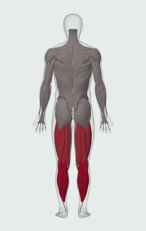 Balance Board: the muscles it trains, from behind. Primary — Gastrocnemius and Soleus. Also worked — Biceps Femoris (Long Head), Biceps Femoris (Short Head), Semitendinosus, Semimembranosus and 4 more.