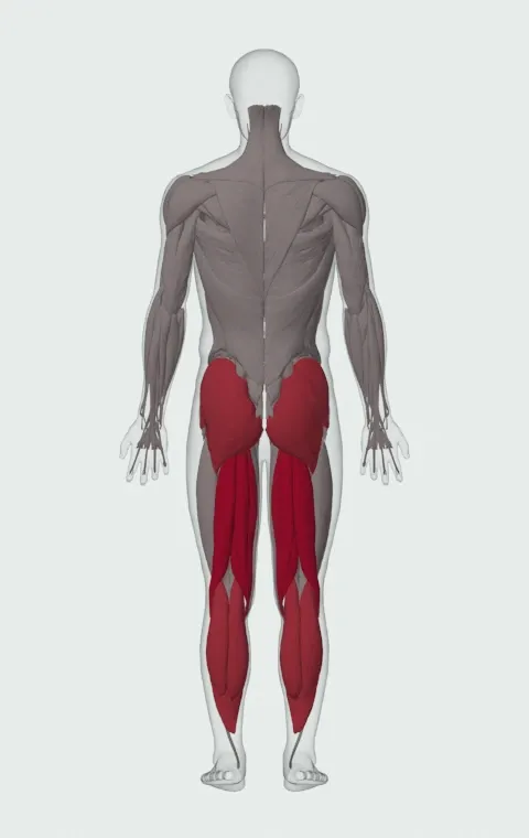 Ball Leg Curl: the muscles it trains, from behind. Primary — Biceps Femoris (Long Head), Biceps Femoris (Short Head), Semitendinosus and Semimembranosus. Also worked — Gastrocnemius, Soleus, Gluteus Maximus, Gluteus Medius and 1 more.