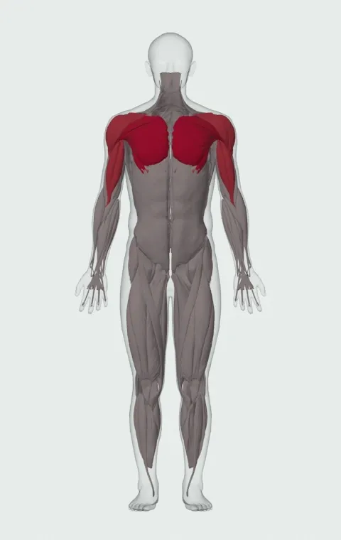 Band Crossover: the muscles it trains, from the front. Primary — Clavicular Head, Sternocostal Head and Abdominal Head. Also worked — Long Head, Short Head, Anterior Deltoid, Lateral Deltoid and 1 more.