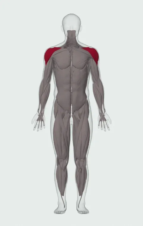 Band External Rotation: the muscles it trains, from the front. Primary — Anterior Deltoid, Lateral Deltoid, Posterior Deltoid, Infraspinatus and 1 more.