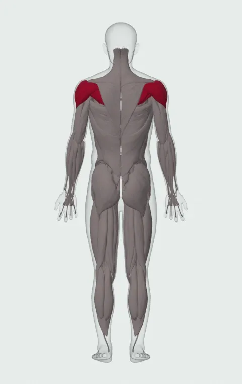 Band External Rotation: the muscles it trains, from behind. Primary — Anterior Deltoid, Lateral Deltoid, Posterior Deltoid, Infraspinatus and 1 more.