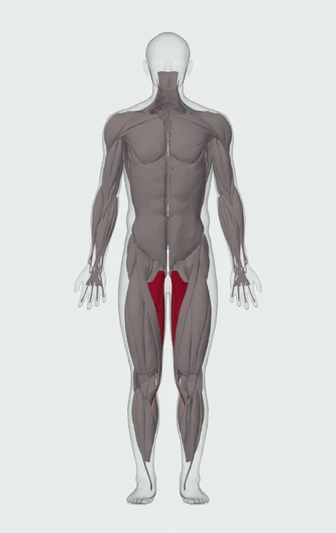 Band Hip Adduction: the muscles it trains, from the front. Primary — Adductor Magnus, Adductor Longus, Adductor Brevis and Gracilis.