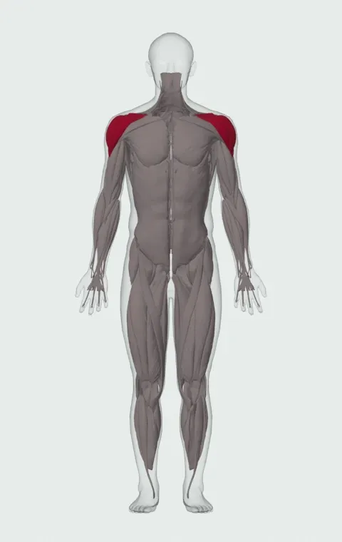 Band Internal Rotation: the muscles it trains, from the front. Primary — Anterior Deltoid, Lateral Deltoid, Posterior Deltoid and Subscapularis.