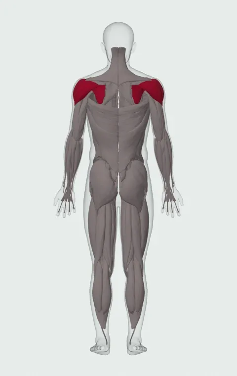 Band Internal Rotation: the muscles it trains, from behind. Primary — Anterior Deltoid, Lateral Deltoid, Posterior Deltoid and Subscapularis.