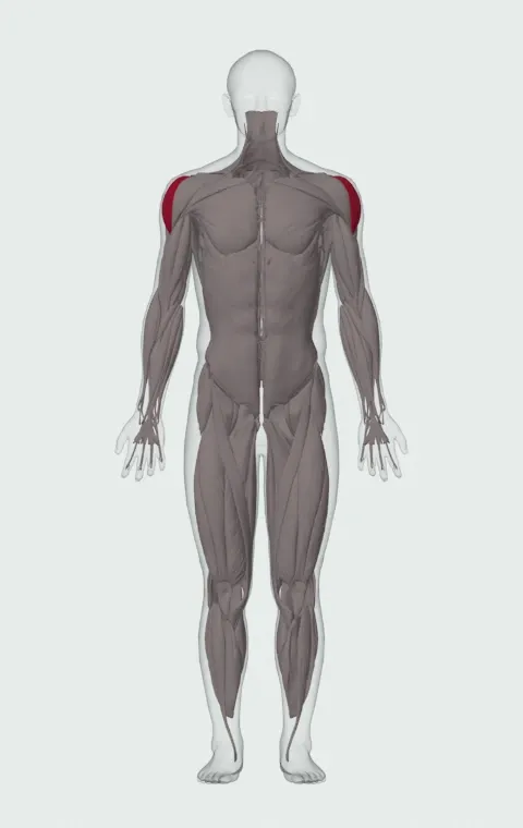 Band Lateral Raise: the muscles it trains, from the front. Primary — Lateral Deltoid.