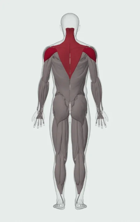 Band Pull Apart: the muscles it trains, from behind. Primary — Posterior Deltoid. Also worked — Rhomboid Major, Rhomboid Minor, Middle Trapezius, Upper Trapezius and 1 more.