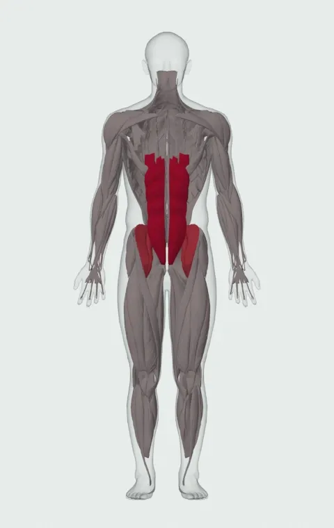 Band-Resisted Sit-Up: the muscles it trains, from the front. Primary — Rectus Abdominis. Also worked — Iliopsoas.