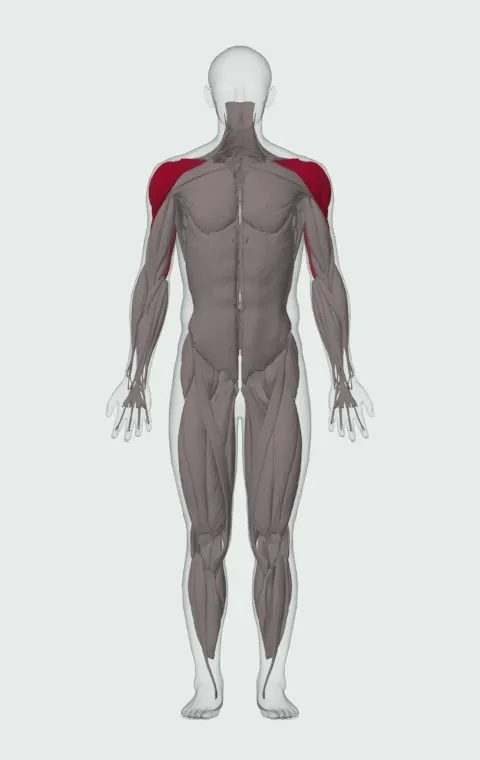 Band Shoulder Press: the muscles it trains, from the front. Primary — Anterior Deltoid, Lateral Deltoid and Posterior Deltoid. Also worked — Long Head, Lateral Head and Medial Head.