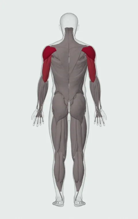 Band Shoulder Press: the muscles it trains, from behind. Primary — Anterior Deltoid, Lateral Deltoid and Posterior Deltoid. Also worked — Long Head, Lateral Head and Medial Head.