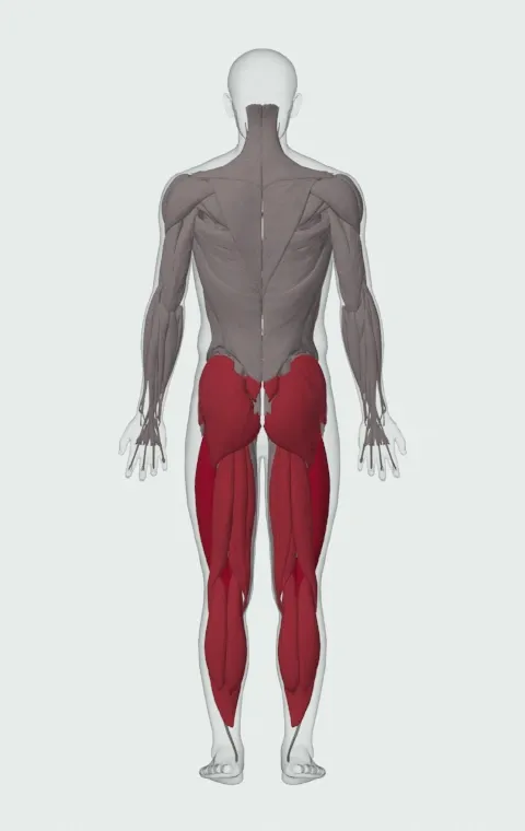 Band Squat: the muscles it trains, from behind. Primary — Rectus Femoris, Vastus Lateralis, Vastus Medialis and Vastus Intermedius. Also worked — Gastrocnemius, Soleus, Gluteus Maximus, Gluteus Medius and 6 more.