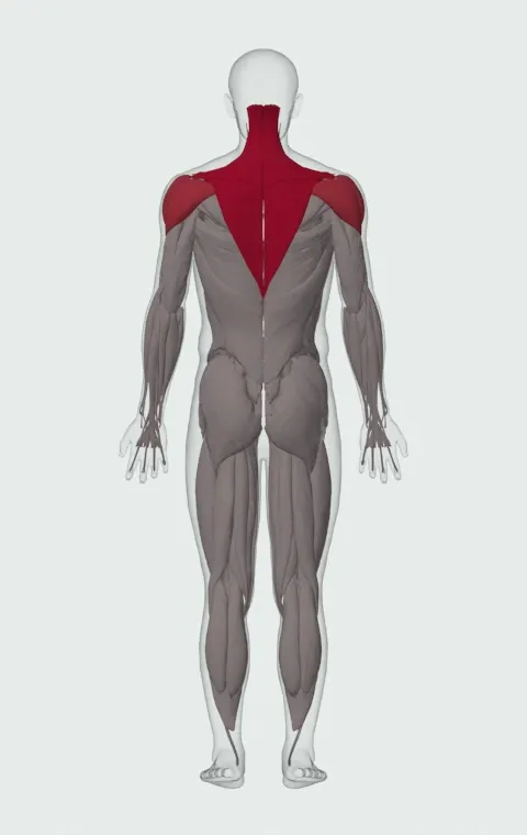 Band Upright Row: the muscles it trains, from behind. Primary — Upper Trapezius, Middle Trapezius and Lower Trapezius. Also worked — Anterior Deltoid, Lateral Deltoid and Posterior Deltoid.