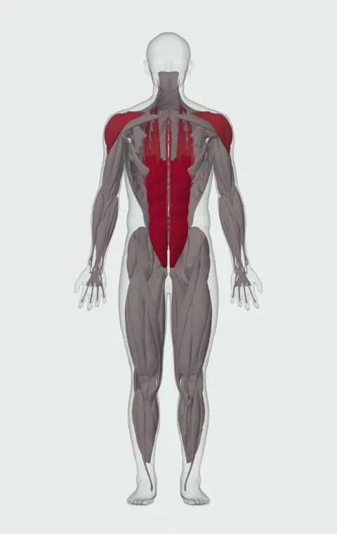 Barbell Ab Rollout: the muscles it trains, from the front. Primary — Rectus Abdominis. Also worked — Erector Spinae, Anterior Deltoid, Lateral Deltoid and Posterior Deltoid.