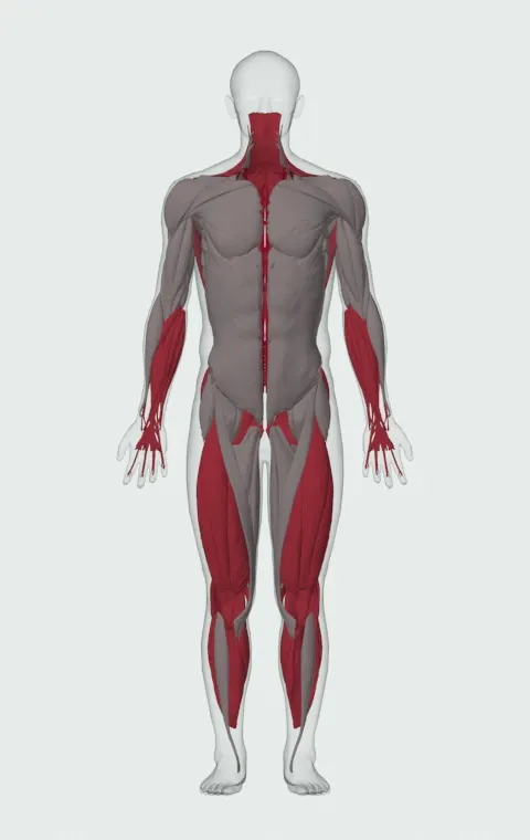 Barbell Deadlift: the muscles it trains, from the front. Primary — Erector Spinae. Also worked — Gastrocnemius, Soleus, Forearm Flexors, Forearm Extensors and 17 more.
