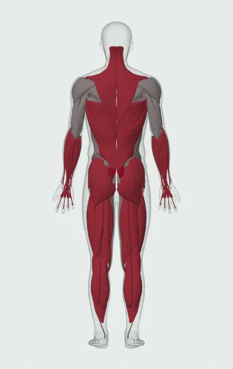 Barbell Deadlift: the muscles it trains, from behind. Primary — Erector Spinae. Also worked — Gastrocnemius, Soleus, Forearm Flexors, Forearm Extensors and 17 more.