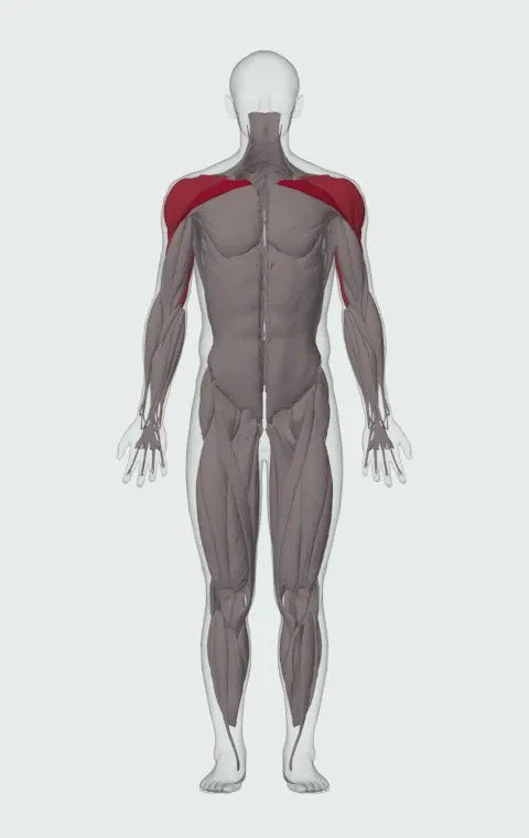 Barbell Guillotine Bench Press: the muscles it trains, from the front. Primary — Clavicular Head. Also worked — Anterior Deltoid, Lateral Deltoid, Posterior Deltoid, Long Head and 2 more.