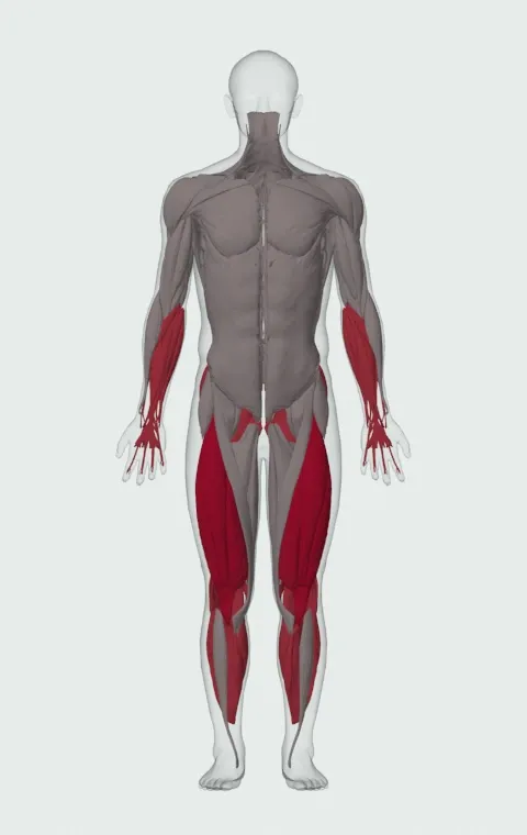 Barbell Hack Squat: the muscles it trains, from the front. Primary — Rectus Femoris, Vastus Lateralis, Vastus Medialis and Vastus Intermedius. Also worked — Gastrocnemius, Soleus, Forearm Flexors, Forearm Extensors and 7 more.