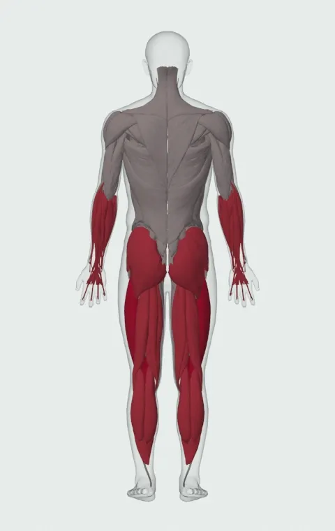 Barbell Hack Squat: the muscles it trains, from behind. Primary — Rectus Femoris, Vastus Lateralis, Vastus Medialis and Vastus Intermedius. Also worked — Gastrocnemius, Soleus, Forearm Flexors, Forearm Extensors and 7 more.