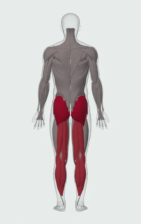 Barbell Hip Thrust: the muscles it trains, from behind. Primary — Gluteus Maximus, Gluteus Medius and Gluteus Minimus. Also worked — Gastrocnemius, Soleus, Biceps Femoris (Long Head), Biceps Femoris (Short Head) and 2 more.