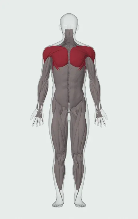 Barbell Incline Shoulder Raise: the muscles it trains, from the front. Primary — Serratus Anterior. Also worked — Clavicular Head, Sternocostal Head, Abdominal Head, Anterior Deltoid and 2 more.