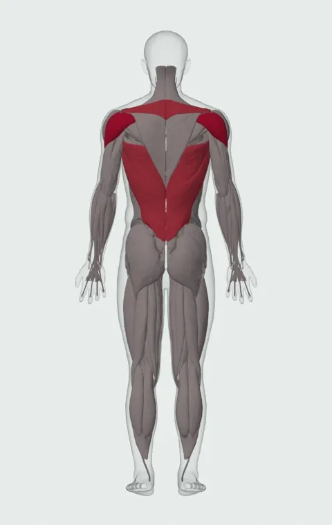 Barbell Rear Delt Row: the muscles it trains, from behind. Primary — Posterior Deltoid. Also worked — Long Head, Short Head, Latissimus Dorsi, Rhomboid Major and 2 more.