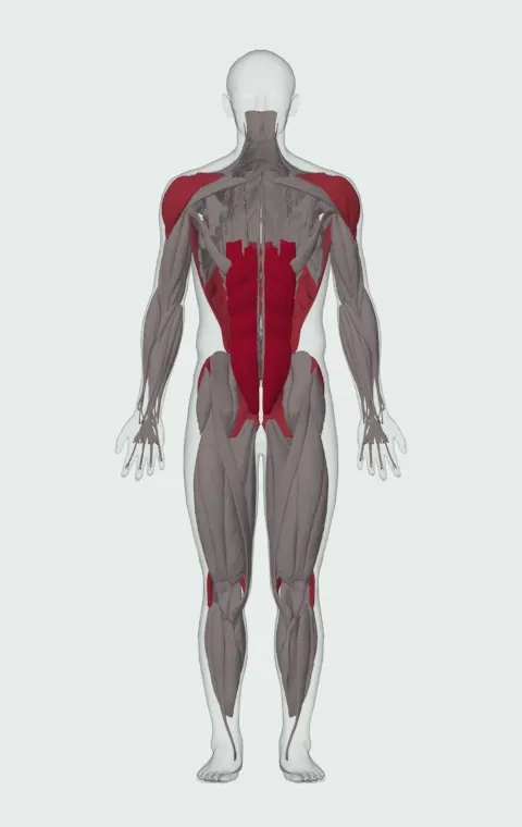 Barbell Rollout from Bench: the muscles it trains, from the front. Primary — Rectus Abdominis. Also worked — Gluteus Maximus, Gluteus Medius, Gluteus Minimus, Biceps Femoris (Long Head) and 7 more.